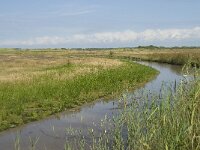 NL, Zuid-Holland, Goeree-Overflakkee, Kwade Hoek 45, Saxifraga-Willem van Kruijsbergen