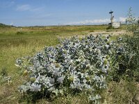 NL, Zuid-Holland, Goeree-Overflakkee, Kwade Hoek 53, Saxifraga-Willem van Kruijsbergen