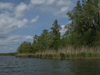 NL, Noord-Brabant, Altena, Ruigt 2, Saxifraga-Jan van der Straaten