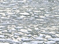 NL, Zuid-Holland, Voorne aan Zee, Westvoorne, Brielse Maas 1, Saxifraga-Bart Vastenhouw