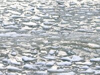 NL, Zuid-Holland, Voorne aan Zee, Westvoorne, Brielse Maas 3, Saxifraga-Bart Vastenhouw