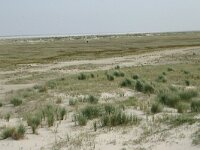 NL, Friesland, Schiermonnikoog 18, Saxifraga-Hans Boll