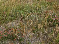 NL, Friesland, Vlieland, Cranberryvallei 23, Saxifraga-Hans Boll