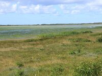 NL, Friesland, Vlieland, Dodemans Bol 5, Saxifraga-Hans Boll