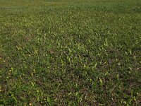 NL, Friesland, Vlieland, Eerste Kroons Polder 1, Saxifraga-Hans Boll