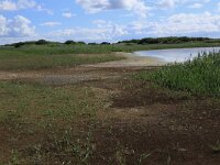 NL, Friesland, Vlieland, Eerste Kroons Polder 12, Saxifraga-Hans Boll