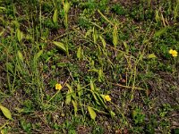 NL, Friesland, Vlieland, Eerste Kroons Polder 2, Saxifraga-Hans Boll