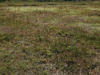 NL, Friesland, Vlieland, Kooisplek 21, Saxifraga-Hans Boll