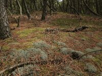 NL, Friesland, Vlieland, Poterslid 7, Saxifraga-Hans Boll