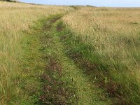 NL, Friesland, Vlieland, Vliehors 21, Saxifraga-Hans Boll