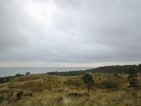 NL, Friesland, Vlieland, Vuurboetsduin 6, Saxifraga-Bart Vastenhouw