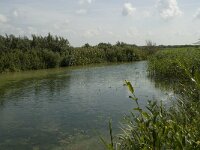 NL, Noord-Holland, Castricum, Noordhollands Duinreservaat 13, Saxifraga-Willem van Kruijsbergen