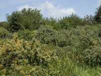 NL, Noord-Holland, Castricum, Noordhollands Duinreservaat 7, Saxifraga-Willem van Kruijsbergen