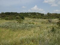 NL, Noord-Holland, Castricum, Noordhollands Duinreservaat 9, Saxifraga-Willem van Kruijsbergen