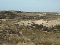 NL, Noord-Holland, Castricum, Noordhollands Duinreservaat, Vogelduin 1, Saxifraga-Jan van der Straaten
