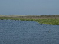 NL, Noord-Holland, Texel, Groote Vlak 1, Saxifraga-Willem van Kruijsbergen