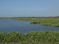 NL, Noord-Holland, Texel, Groote Vlak 2, Saxifraga-Willem van Kruijsbergen