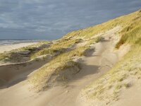 NL, Noord-Holland, Texel, Paal 12 17, Saxifraga-Foto Fitis-Sytske Dijksen
