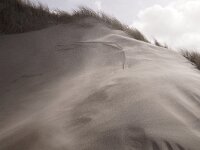 NL, Noord-Holland, Texel, Paal 12 23, Saxifraga-Foto Fitis-Sytske Dijksen