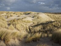 NL, Noord-Holland, Texel, Paal 8 27, Saxifraga-Foto Fitis-Sytske Dijksen