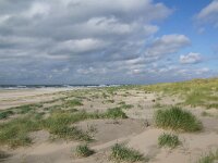 NL, Noord-Holland, Texel, paal 8 5, Saxifraga-Foto Fitis-Sytske Dijksen