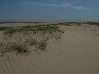 NL, Zuid-Holland, Goeree-Overflakkee, Kwade Hoek 14, Saxifraga-Jan van der Straaten