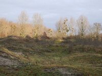 NL, Zuid-Holland, Voorne aan Zee, Duinen van Oostvoorne 2, Saxifraga-Tom Heijnen