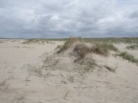 NL, Zuid-Holland, Westland, Monster 10, Saxifraga-Willem van Kruijsbergen