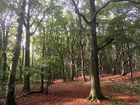 NL, Zuid-Holland, Westvoorne, Mildenburg 1, Saxifraga-Bart Vastenhouw