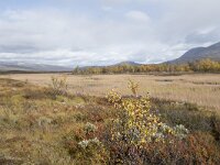 N, Innlandet, Dovre, Fokstumyra 122, Saxifraga-Willem van Kruijsbergen