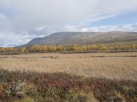 N, Innlandet, Dovre, Fokstumyra 123, Saxifraga-Willem van Kruijsbergen