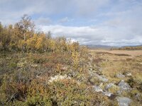 N, Innlandet, Dovre, Fokstumyra 127, Saxifraga-Willem van Kruijsbergen