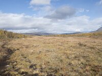 N, Innlandet, Dovre, Fokstumyra 129, Saxifraga-Willem van Kruijsbergen