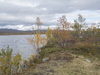 N, Innlandet, Dovre, Fokstumyra 138, Saxifraga-Willem van Kruijsbergen