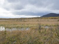 N, Innlandet, Dovre, Fokstumyra 146, Saxifraga-Willem van Kruijsbergen