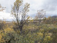 N, Innlandet, Dovre, Fokstumyra 148, Saxifraga-Willem van Kruijsbergen