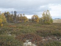 N, Innlandet, Dovre, Fokstumyra 163, Saxifraga-Annemiek Bouwman