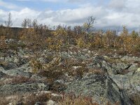 N, Innlandet, Dovre, Fokstumyra 181, Saxifraga-Annemiek Bouwman