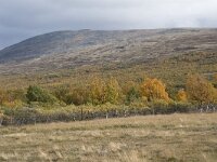 N, Innlandet, Dovre, Fokstumyra 54, Saxifraga-Willem van Kruijsbergen