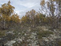 N, Innlandet, Dovre, Fokstumyra 64, Saxifraga-Willem van Kruijsbergen