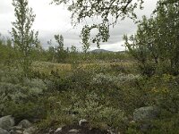 N, Innlandet, Dovre, Fokstumyra 7, Saxifraga-Willem van Kruijsbergen