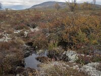 N, Innlandet, Dovre, Fokstumyra 76, Saxifraga-Willem van Kruijsbergen