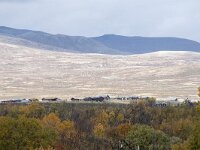 N, Innlandet, Dovre, Fokstumyra 91, Saxifraga-Willem van Kruijsbergen