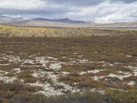 N, Innlandet, Dovre, Fokstumyra 99, Saxifraga-Willem van Kruijsbergen