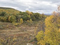 N, Innlandet, Dovre, Valasjoen 10, Saxifraga-Willem van Kruijsbergen