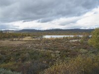 N, Innlandet, Dovre, Valasjoen 18, Saxifraga-Annemiek Bouwman