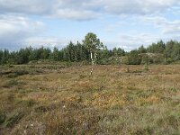 N, More og Romsdal, Fraena, Gule 27, Saxifraga-Annemiek Bouwman