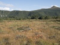 N, More og Romsdal, Fraena, Hustad 22, Saxifraga-Willem van Kruijsbergen