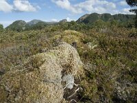 N, More og Romsdal, Fraena, Hustad 37, Saxifraga-Annemiek Bouwman