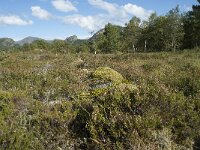 N, More og Romsdal, Fraena, Hustad 38, Saxifraga-Annemiek Bouwman